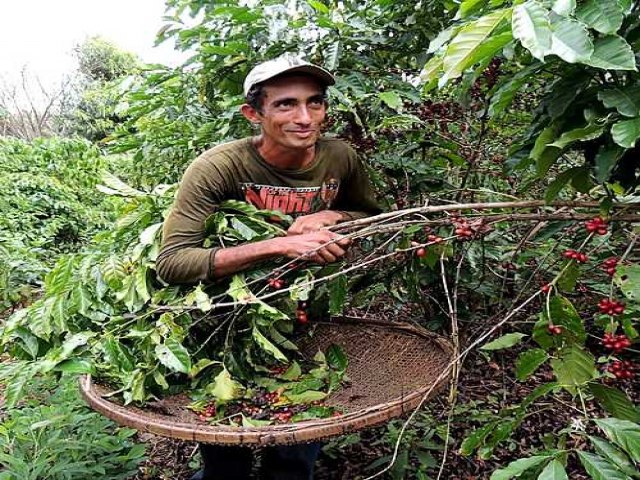 Conhea o Caf Apu: o primeiro caf agroflorestal sustentvel da Amaznia Brasileira