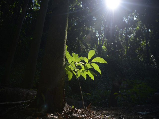 Economia Rio ter bolsa de valores para compra de crditos de carbono