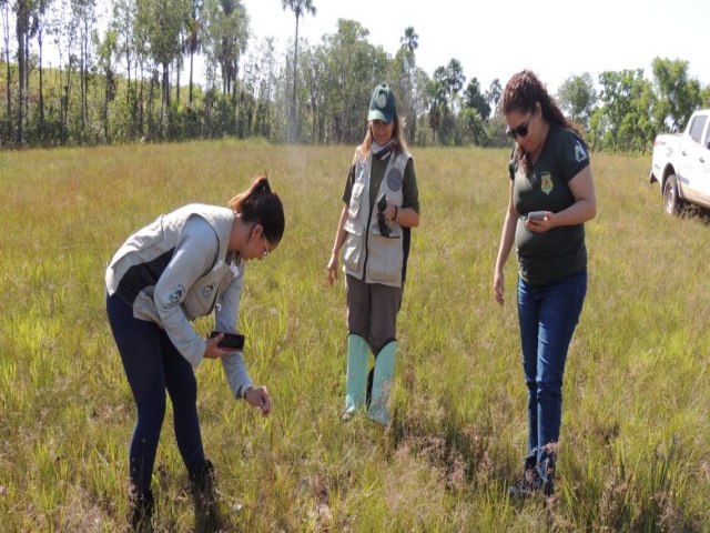 Com foco na preservao do capim-dourado Naturatins realiza visita tcnica em campos de coleta na regio do Jalapo Por Andra Marques