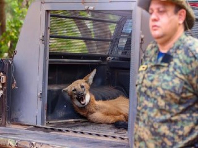 GMP Ambiental resgata loba-guar vitima de atropelamento