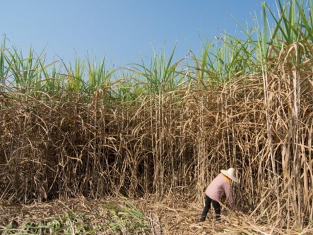 53 cortadores de cana so resgatados de trabalho escravo em Inhumas, Arau e Itabera