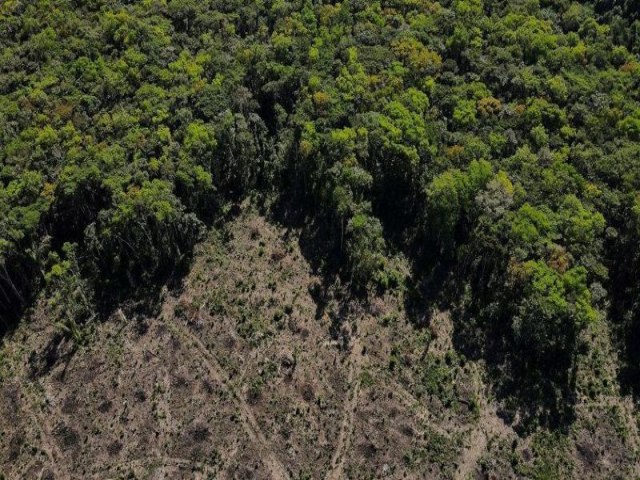 Brasil deve desmatar rea equivalente a MG at 2050, projeta estudo de Oxford