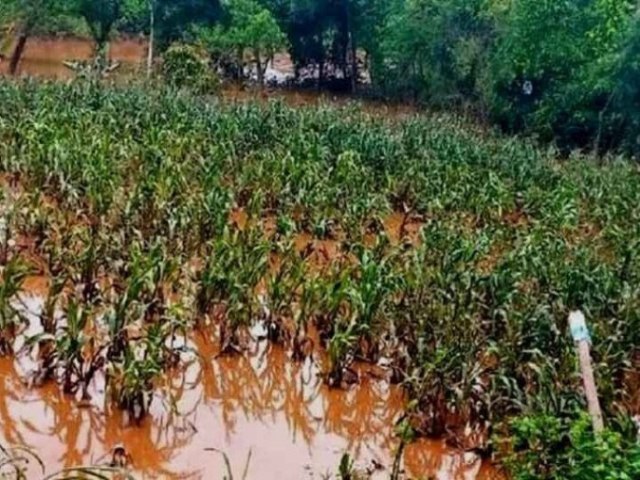 Com plantaes alagadas, Brasil vai importar arroz para evitar alta