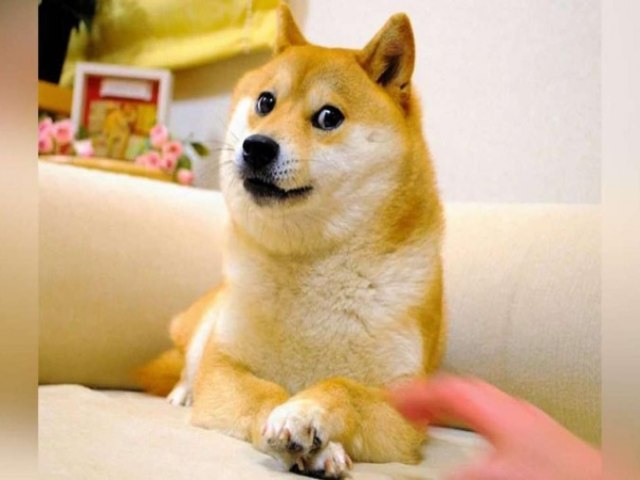 Morre Kabosu, cachorra japonesa que virou meme e logo de criptomoeda