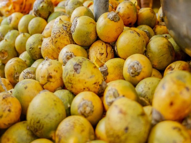 Falta de cultivo e desconhecimento causam escassez de tucum no AM