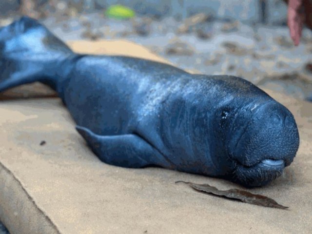 Maioria dos filhotes de peixe-boi da Amaznia resgatados  do baixo AM