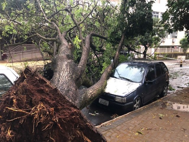 rvore cai sobre carros no Setor Oeste durante chuva com rajadas de vento