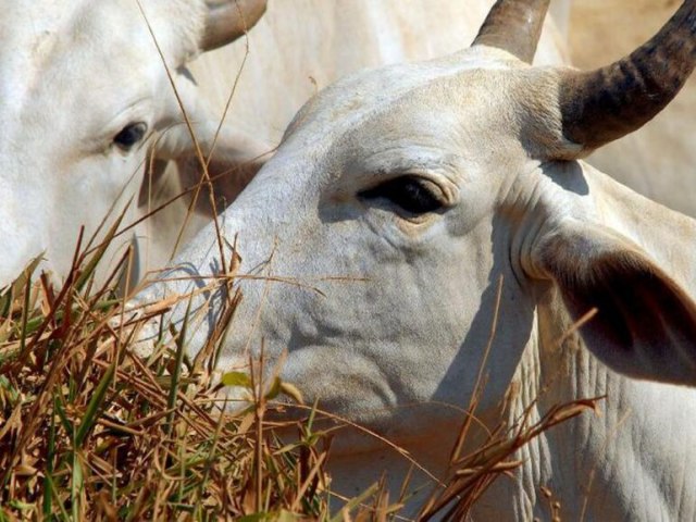 Visita de Lula a China deve ampliar a exportao de carne bovina