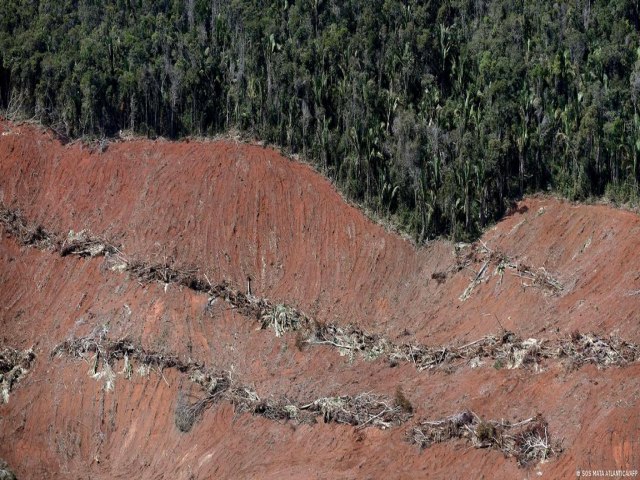 Mata Atlntica perdeu 28 mil campos de futebol em um ano