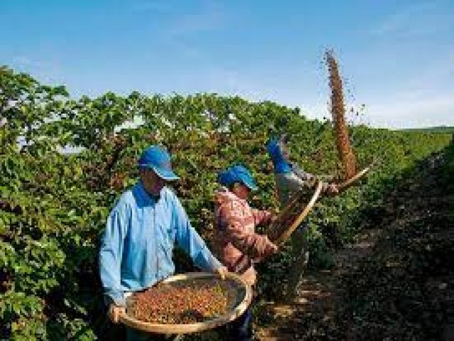  C CAF Quem  o maior produtor de caf do mundo?