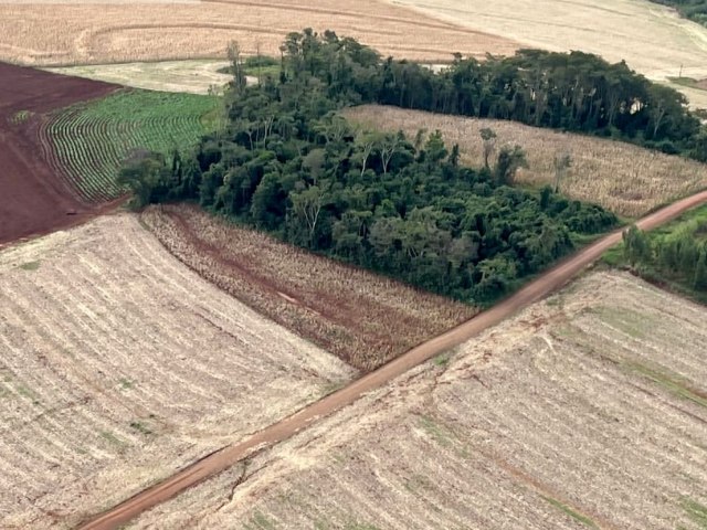 Paran aplica R$ 3,6 milhes em multas por desmatamento de 462 hectares