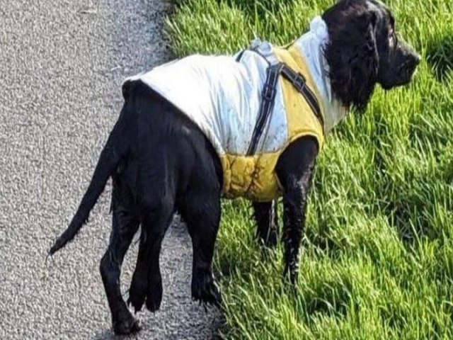 A cachorra de seis patas que causou comoo ao ser abandonada e recebeu onda de doaes