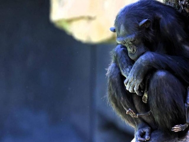 Chimpanz em zoo da Espanha se recusa a soltar filhote que morreu h trs meses