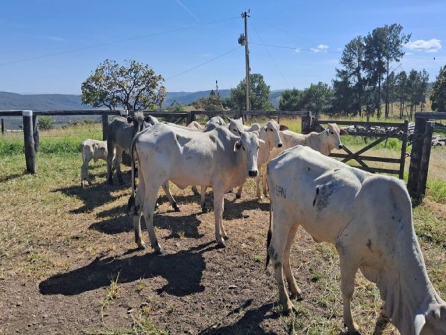 Polcia recupera cabeas de gado furtadas de fazenda em Cocalzinho