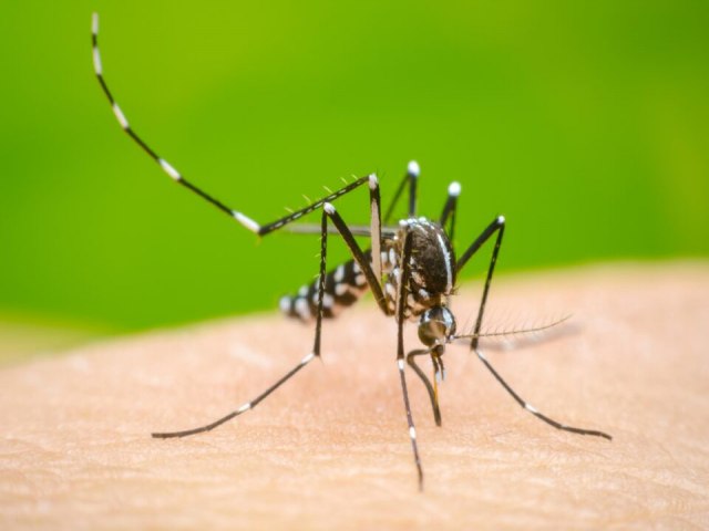 Prefeitura rebate MP e defende uso de fumac no combate  dengue em Goinia 