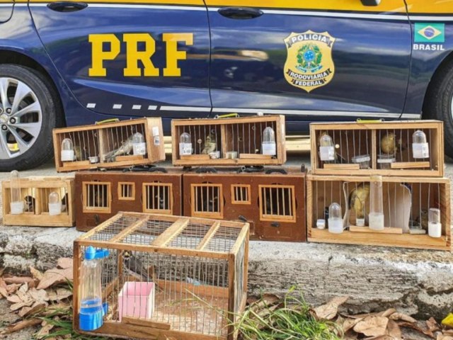 Gois na rota do trfico de animais silvestres, crime que movimenta U$ 10 bilhes por ano