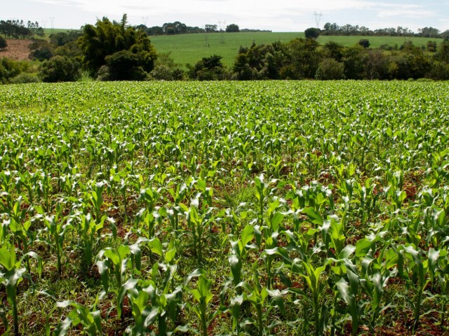 Agronegcio goiano se destaca com 11 municpios entre os 100 mais produtivos do Brasil