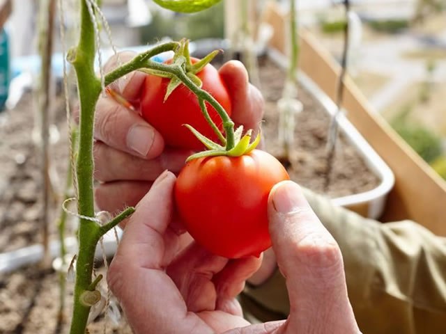 Depois de banana, Sítio Barreiras investirá R$ 1,6 milhão para produzir tomate em fazenda em Juazeiro do Norte Depois de banana, Sítio Barreiras investirá R$ 1,6 milhão para produzir tomate em fazenda em Juazeiro do Norte