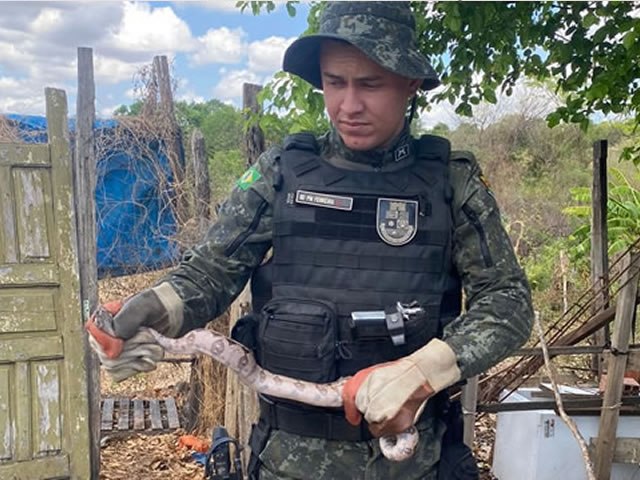 Polícia Militar resgata duas serpentes durante ações em Juazeiro do Norte