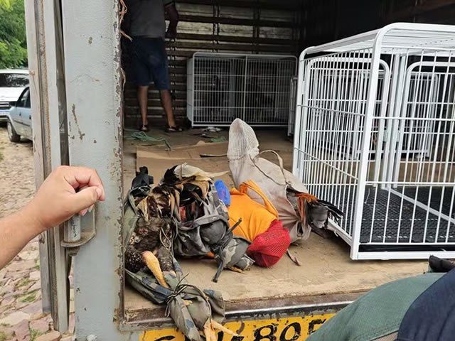 Cerca de 30 galos para rinhas so encontrados em casa, em Nova Olinda