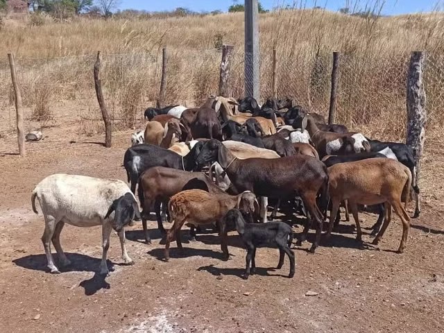 20 animais morrem em Lavras da Mangabeira após tomar vacina de lotes suspensos pelo Ministério da Agricultura 20 animais morrem em Lavras da Mangabeira após tomar vacina de lotes suspensos pelo Ministério da Agricultura