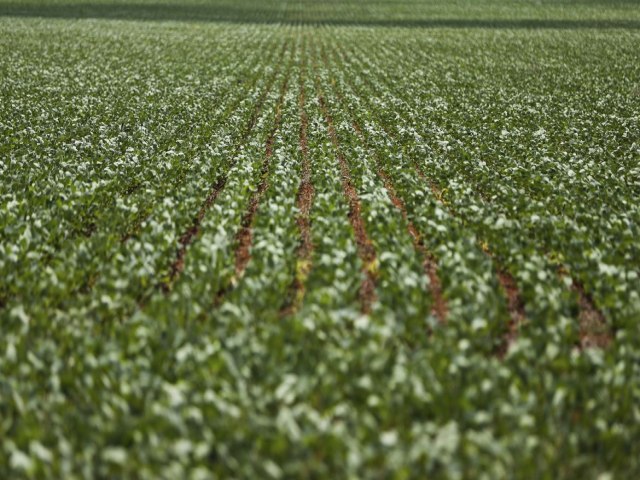 Especialista acredita que avano tecnolgico vai impulsionar agronegcio brasileiro