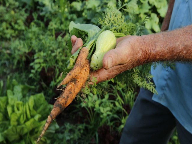 Especialista destaca importncia de agricultor contratar o seguro rural e conhecer as clusulas