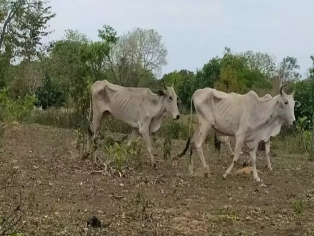 MATO GROSSO DO SUL  Fazendeiro  multado em R$ 226 mil por deixar gado morrer de fome