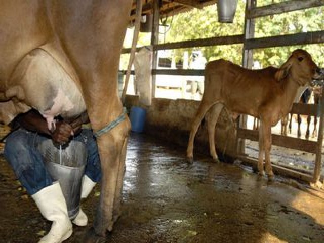 Preo do leite de vaca cai pelo 4 ms consecutivo