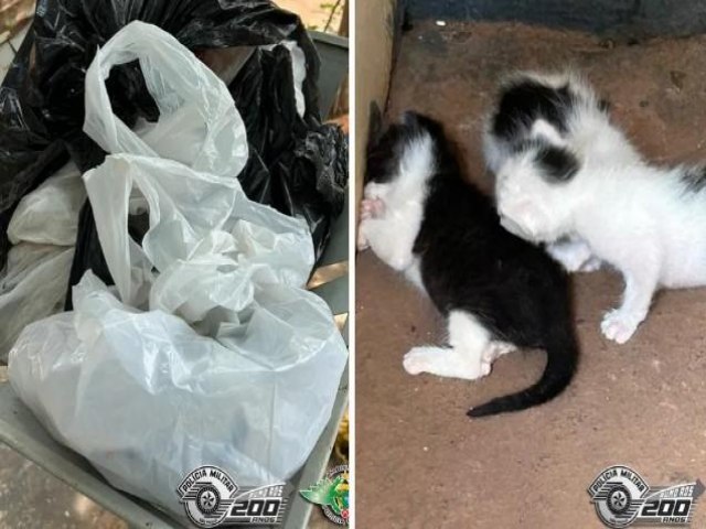 So Francisco - Polcia encontra filhotes de gato dentro de saco plstico em lixeira no interior de SP