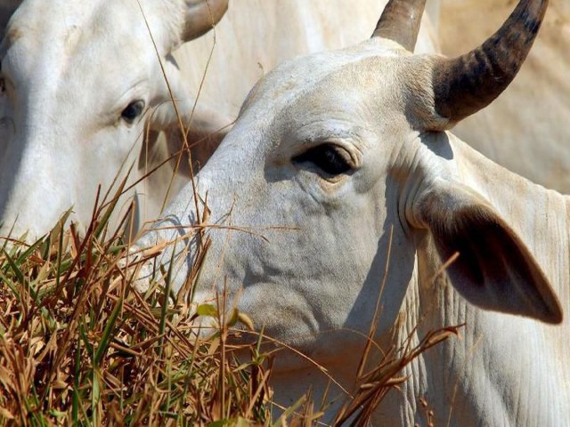 MT: em uma dcada, exportao de carnes cresce 220% no estado