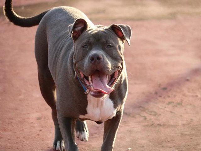 Criana de quatro anos  atacada por cachorro pit bull em Rio Preto