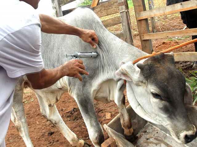 Prazo para vacinar animais contra a Febre Aftosa termina no dia 30 de novembro