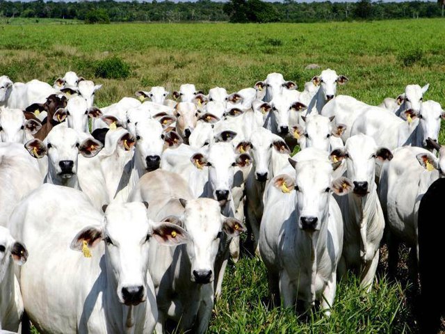 Boi gordo registra baixa no preo nesta quarta-feira (8)