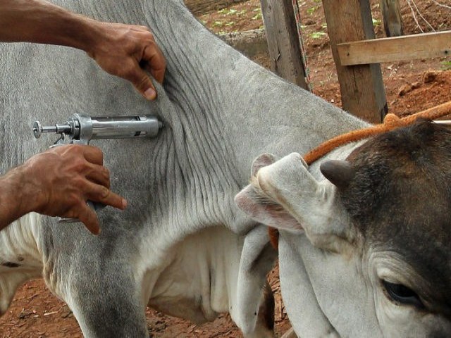 Febre Aftosa: campanha de vacinao vai at esta quinta-feira (30) em So Paulo