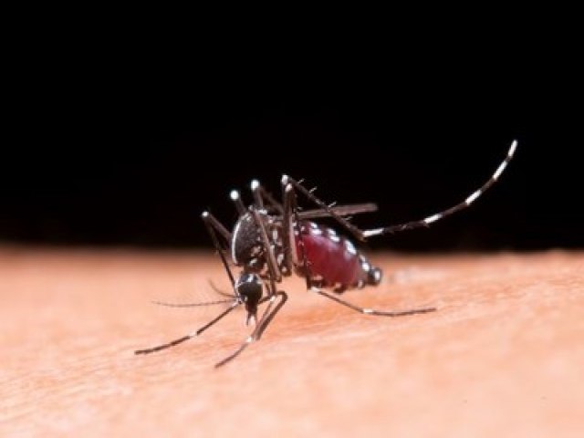 Vacina contra a dengue ser aplicada em 521 cidades, diz Ministrio da Sade