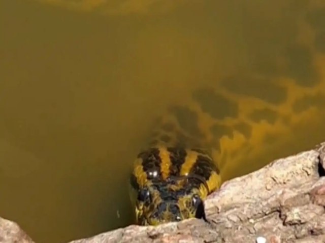 Fotgrafo registra sucuri tentando pegar iscas de pescador em MS