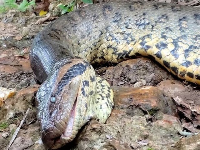 Sucuri encontrada morta em Bonito  recolhida e vai passar por percia