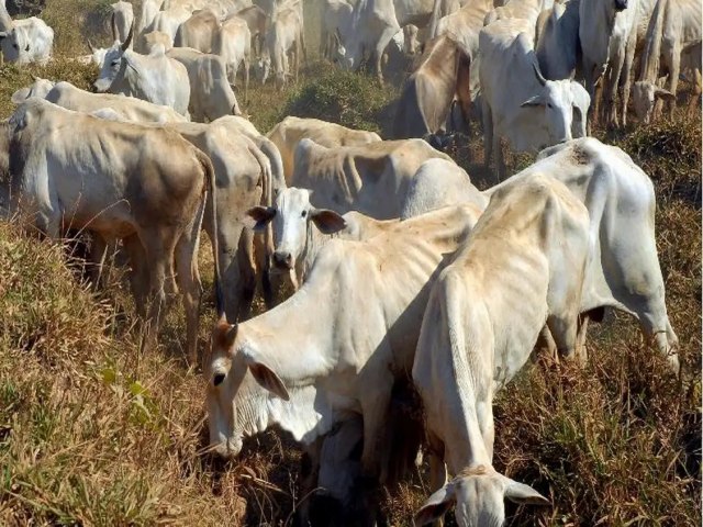 Vacinao contra febre aftosa ser suspensa em 16 estados e no DF, a partir de 2 maio