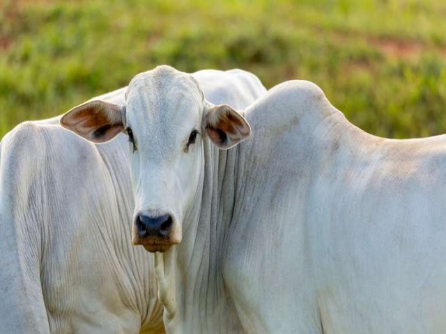 Brasil se torna livre de febre aftosa sem vacinao