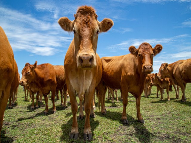 Boi gordo registra queda de 0,14% no preo e produto  negociado a R$ 231,80