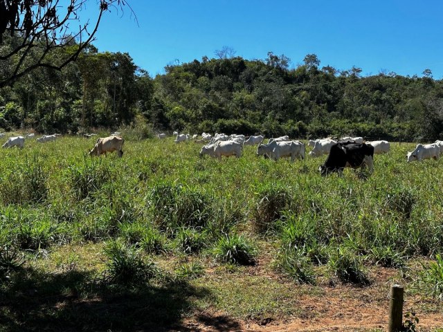 Treze veculos, 150 cabeas de gado, imveis e fazenda so bens adquiridos por detento de MT