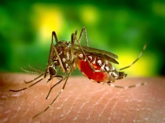 Brasil chega a 3 mil mortes confirmadas por dengue em 2024