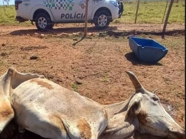 Produtor rural  multado por deixar animal agonizar; bovino precisou ser sacrificado