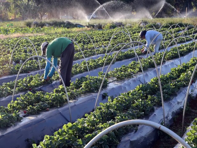 Plano Safra 24/25: juros mais baixos em dez linhas de crdito para a agricultura familiar