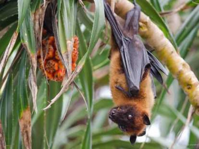 ALERTA DE SA�DE | V�RUS NIPAH 🦠