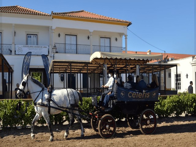 Cmara da Goleg oferece passeios de charrete aos muncipes durante a Feira Nacional do Cavalo