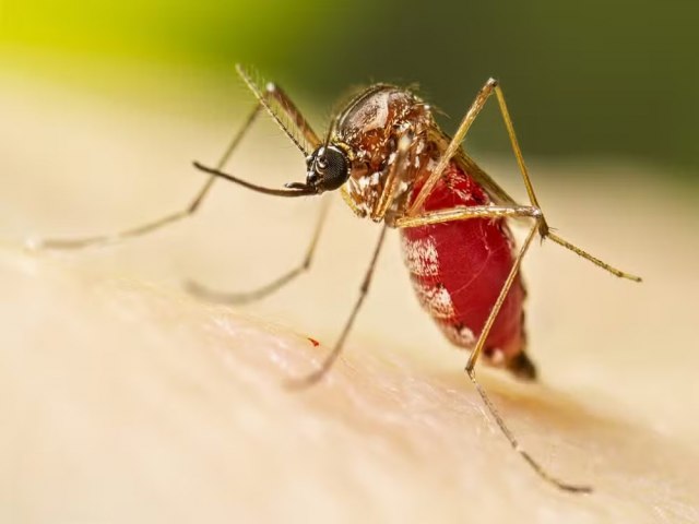 Governo de SC decreta emergncia pela dengue