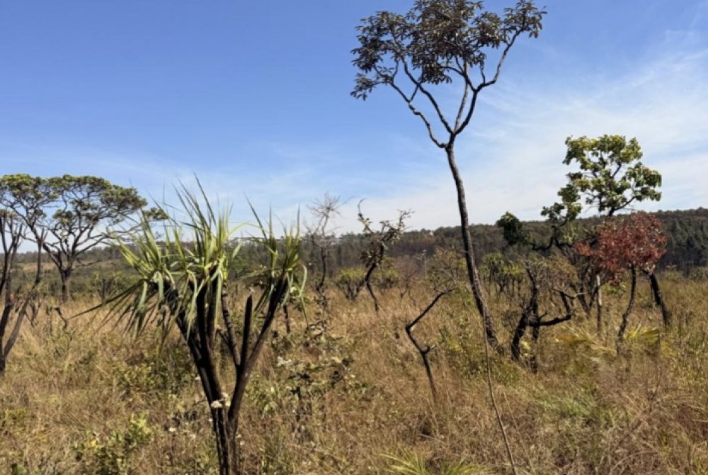 DF participa da COP 30 como refer�ncia nacional em sustentabilidade e prote��o ao Cerrado