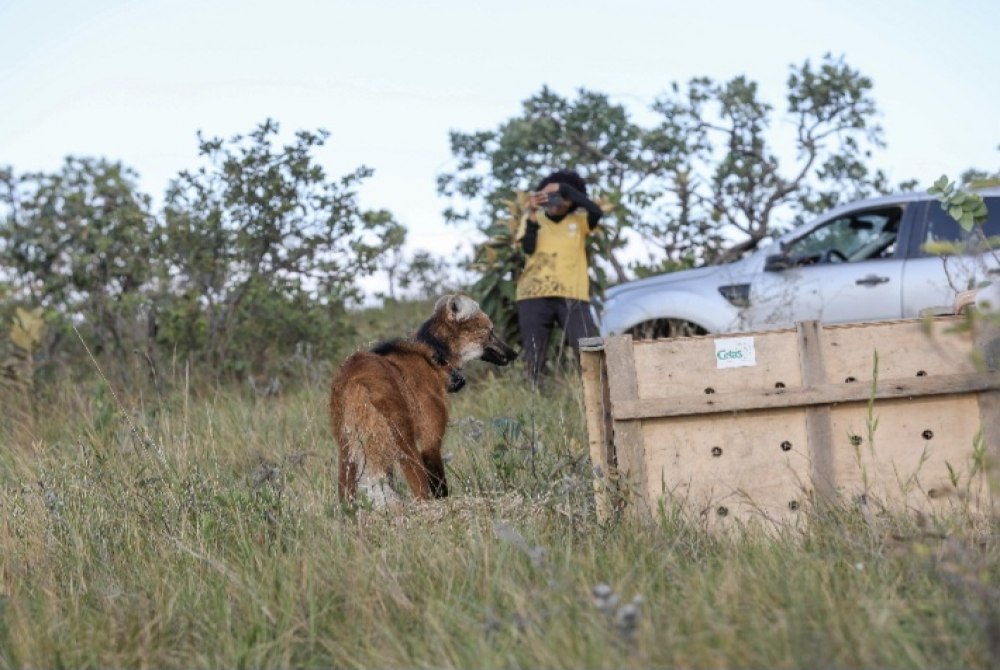 Bras�lia Ambiental: A��es de preserva��o e educa��o em favor do Cerrado marcam 2025